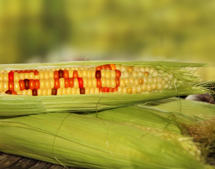 Genetically Engineered Foods: Do You Know What You Eat?