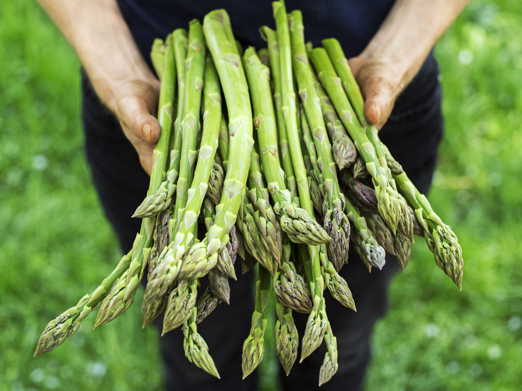 Does Cooking Asparagus Seem Difficult? We Have Some Ideas for Beginners
