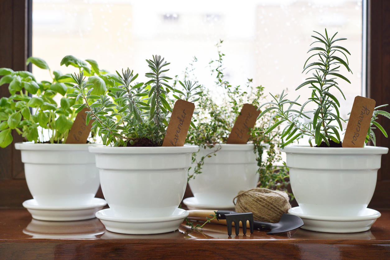 11 Basic Herbs to Keep in Your Kitchen at All Times