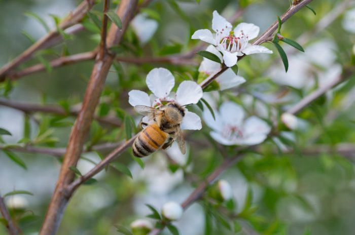 Manuka Honey. What Is It Actually Good For?