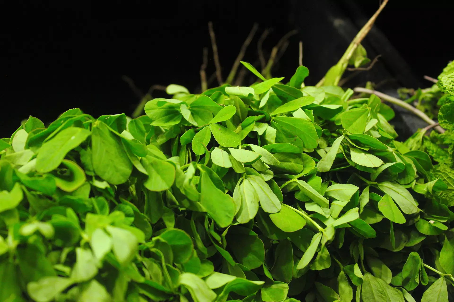 fenugreek-spice-or-medicine