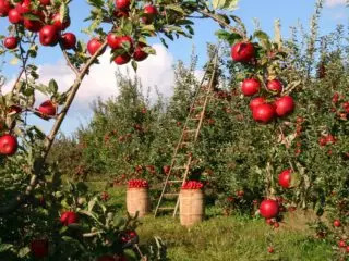 apple-orchard